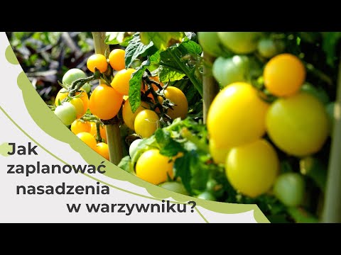, title : 'Planowanie warzywnika. Jak zaplanować nasadzenia w warzywniku? Uprawa warzyw w ogrodzie.'