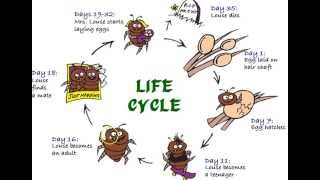 Life Cycle of Nits and Lice Part 2