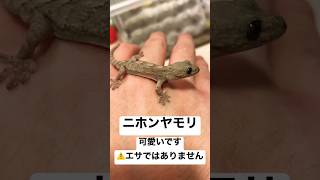 野生でニホンヤモリを見つけたらラッキーです🫶　#爬虫類 #animals #可愛い #ヤモリ #はじめしゃちょー