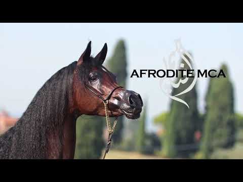 AFRODITE MCA - (EKS Alihandro x Rebeccaah Marc MCA), 2018 Mare