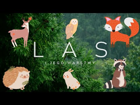 Las i jego warstwy. Mieszkańcy poszczególnych warstw (FILMIK EDUKACYJNY)