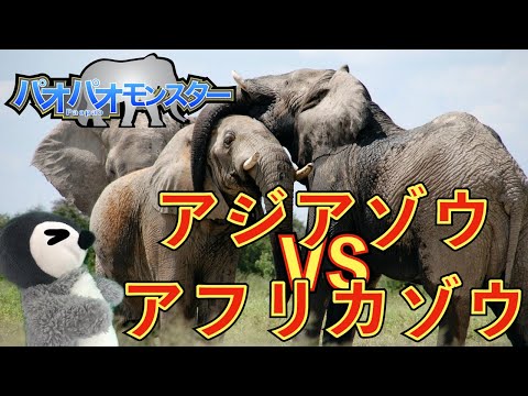 アジアゾウの種類と特徴