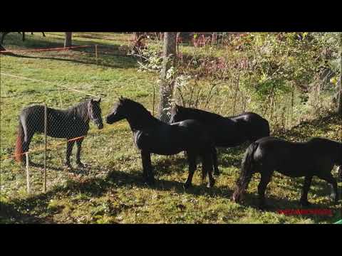 STALLONI MERENS ALLA FIERA DI SON MARTIN A CASTELDELFINO. (CN) VALLE VARAITA. DOM. 17 - 10 - 2021.