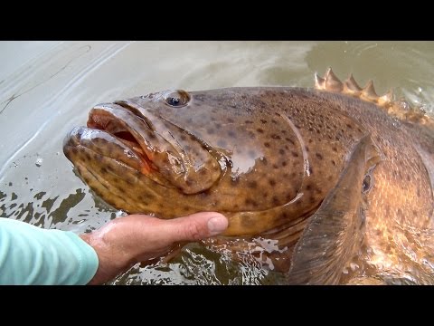 Fiskeri efter Goliath Grouper