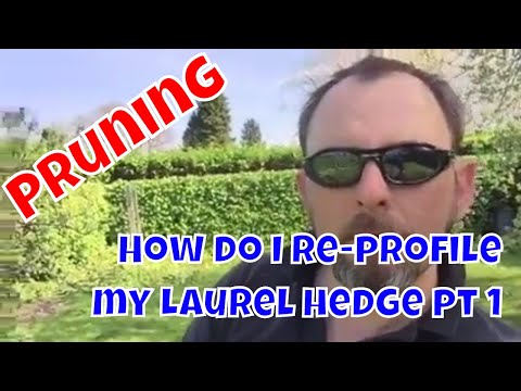 How do I re-profile my Laurel hedge pt 1 - Pruning