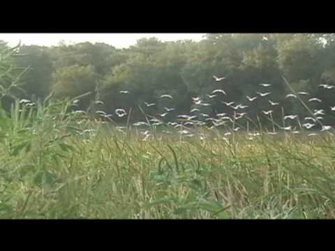 HERRING GULLS LAND EN MASSE - In a Spiral