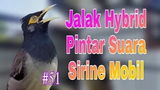 Download lagu Jalak Pintar Bisa Niru Suara Sirine Mobil - Masteran Jalak Suren X Jalak Nias Banyak Suaranya #51 mp3