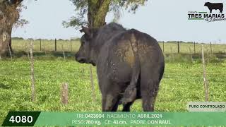 2 Toro PC - Gregorio Aberasturi - Plaza Ganadera