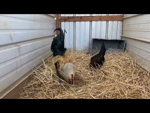 1/2 Brown Red 1/4 Flarry Eye Grey 1/4 Penny Hatch .