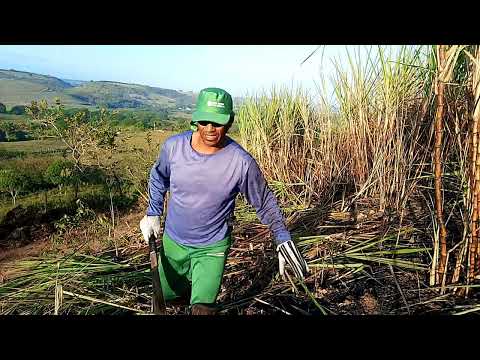 Agricultores em Ação:O Trabalho no Campo
