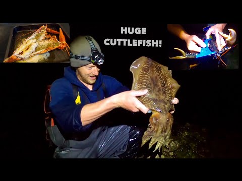GIANT FORAGED CUTTLEFISH & Big Lobsters , Catch Clean Cook