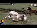 Baby Horse Refuses To Leave Injured Mom's Side | The Dodo