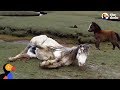 Baby Horse Refuses To Leave Injured Mom S Side The Dodo