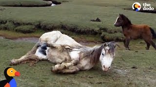 Baby Horse Refuses To Leave Injured Mom&#39;s Side | The Dodo