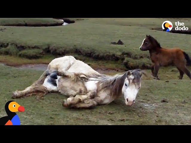 Маленький жеребенок не бросил маму в беде и даже защитил ее