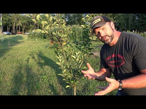 LATE SUMMER FRUIT TREE CARE AND PRUNING