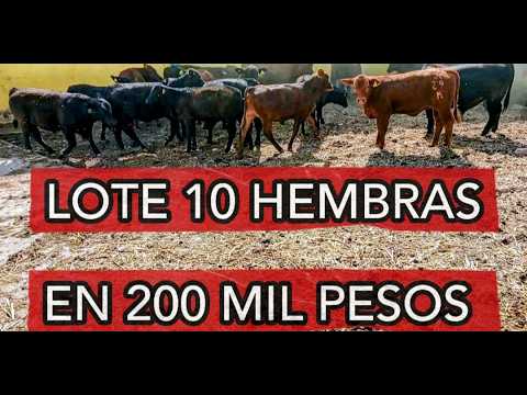 PURE ULTRA BLACK BRANGUS ARRIVED AT THE PENNELS!!