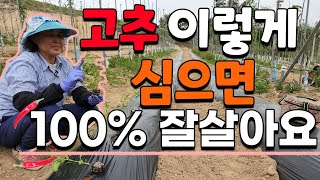 아삭 고추, 가지 이렇게 심어야 잘 살아요 심는법 고추재배 고추농사