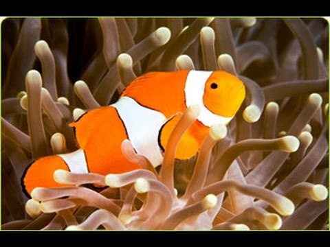Pez payaso y anémonas - Clown fish and anemones