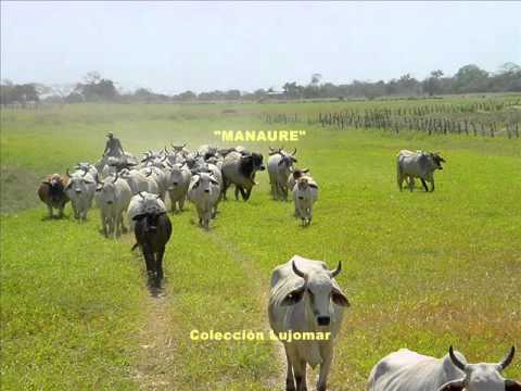 Luis Ariel Rey - Manaure - Colección Lujomar