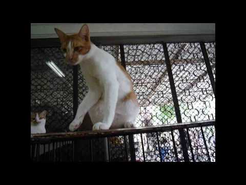 Sadhu wishes for a good home