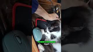 Cat Peeing Problems? Calming Pheromones to the Rescue! #shorts