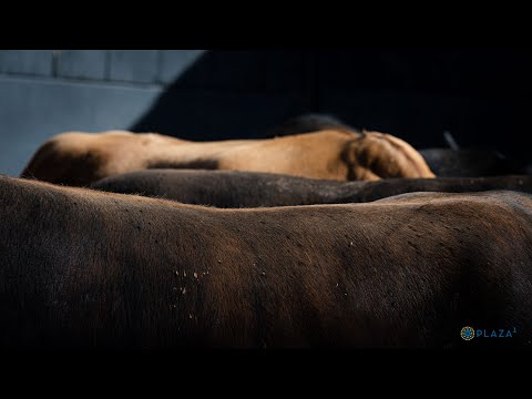 SORTEO | Corrida toros 18 mayo, Alcurrucén