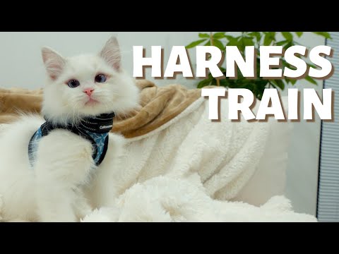 How to Harness Train A Cat | A 5 step Tutorial to Get Your Cat Into A Harness