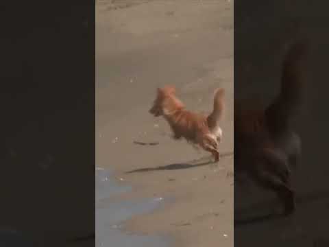 Italian hot dogs cool off amid red weather warning