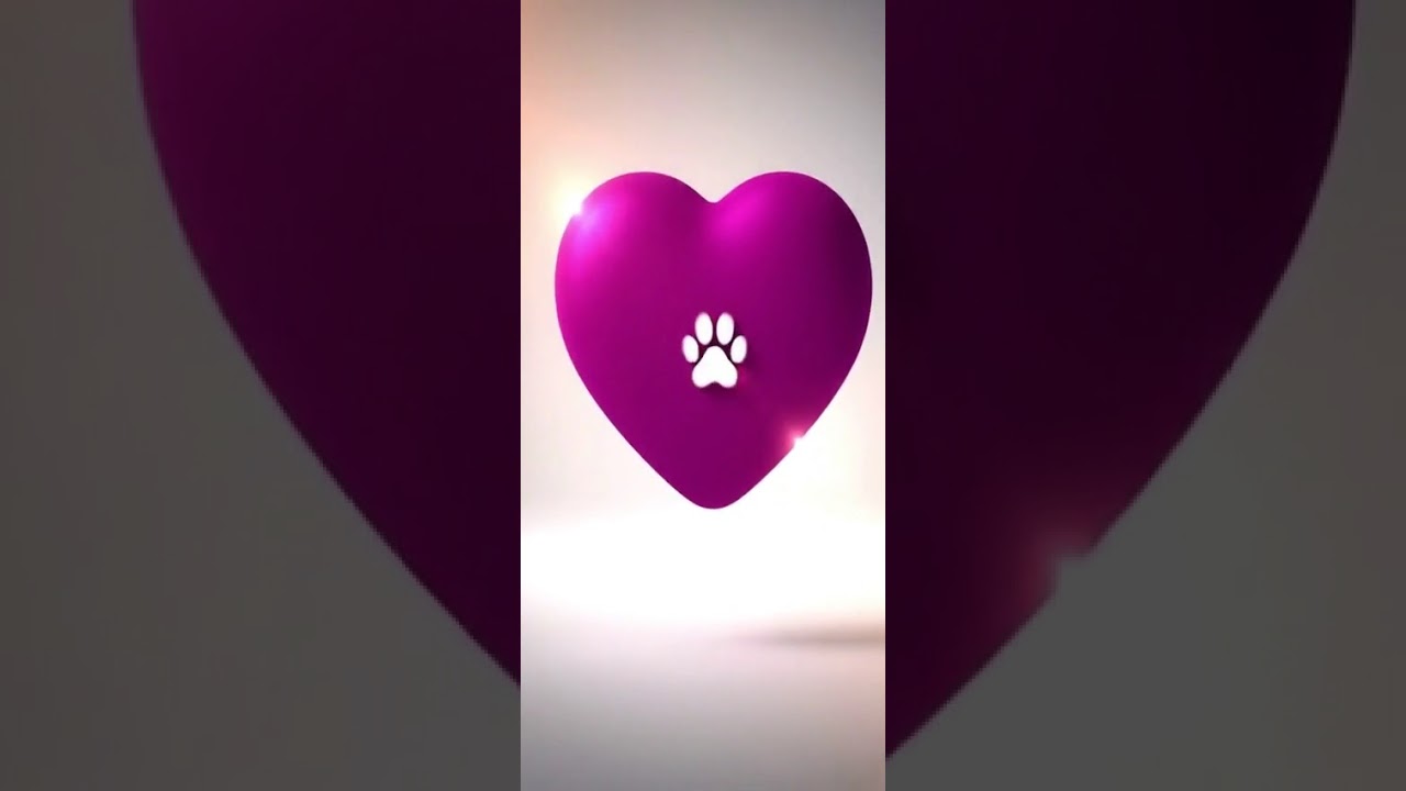 Cachorro raça SRD-ViraLata idade 1 ano nome Charlie Brownie