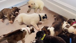 My Rescued Husky Puppies Learn to Walk for the First Time!