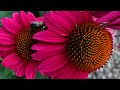 What S Blooming Summer 2021