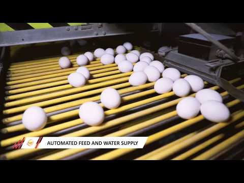 Egg Powder (Spray Dried) for Restaurant, Packaging Size: 20kg