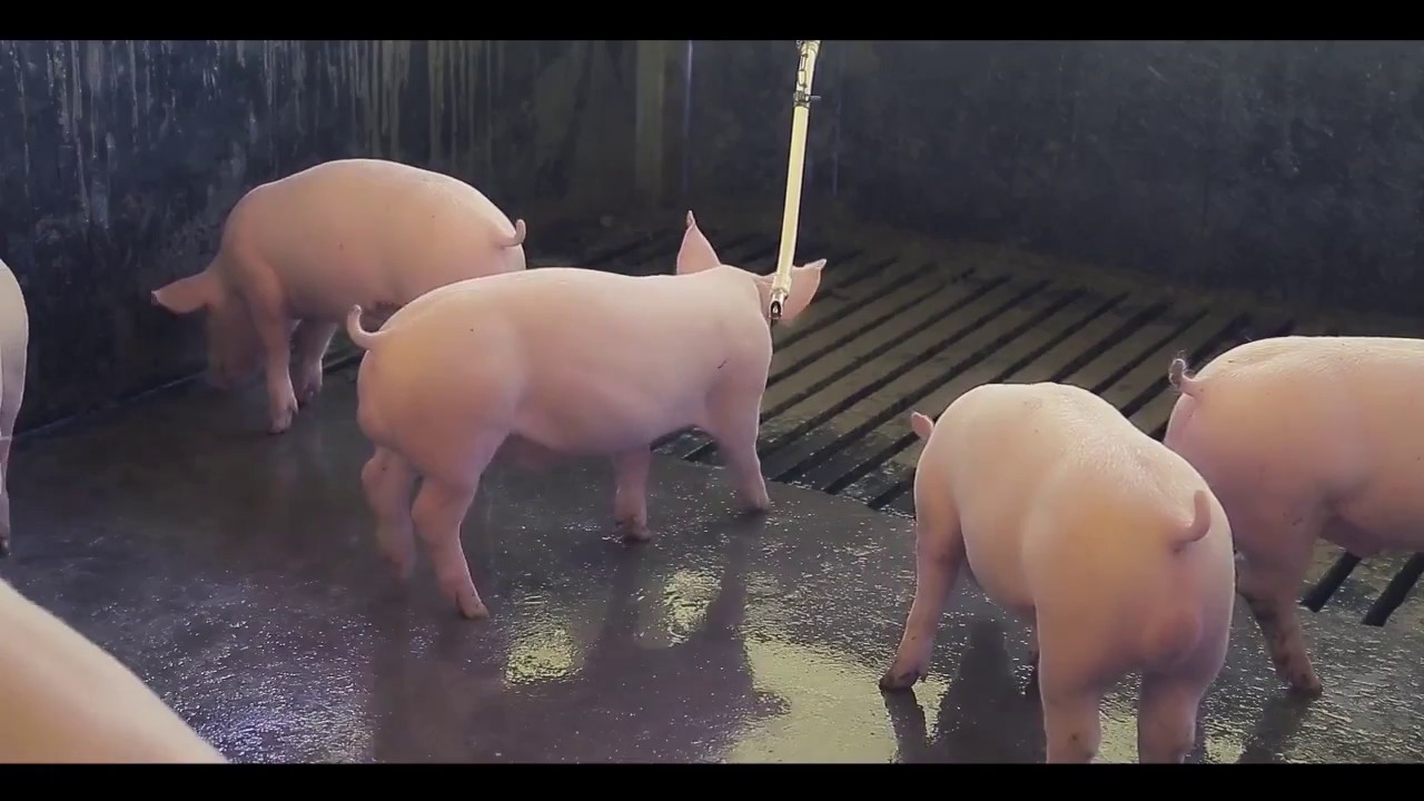 Cloração da Água na Suinocultura