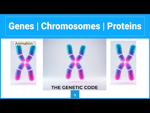 Genes vs. Chromosomes (What’s the Difference?)