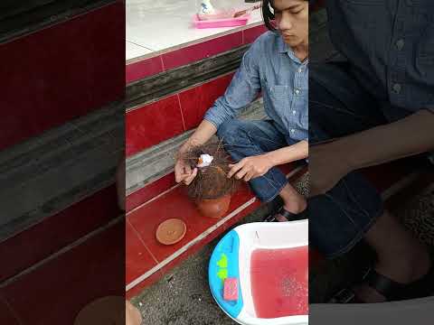 Prosesi Penanaman Ari Ari Putra I Made Oka Adi Graha Desa Gerih Abiansemal Badung