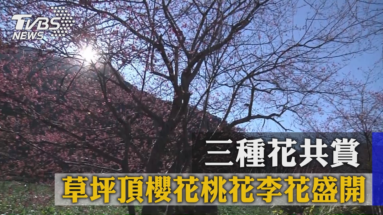3種花共賞　草坪頂櫻花、桃花、李花盛開