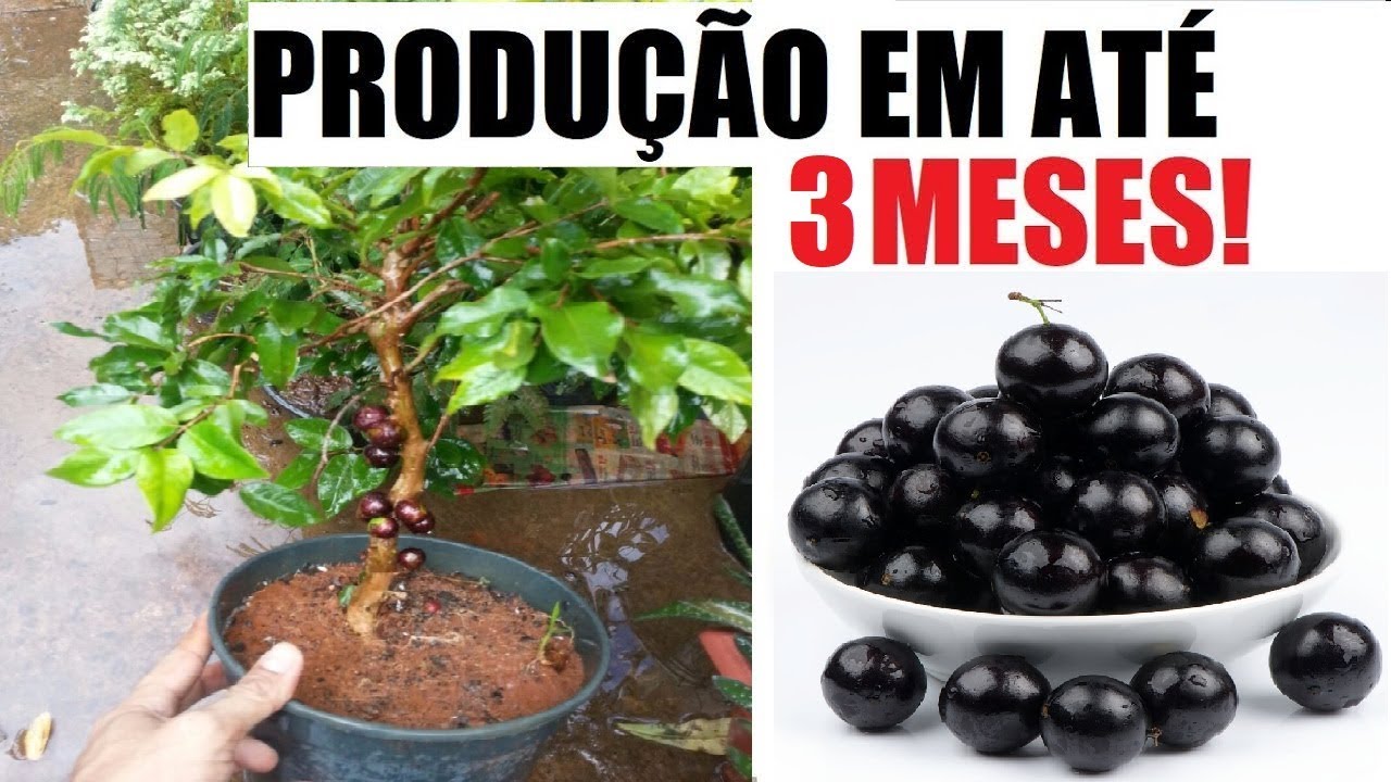 Como ter JABUTICABEIRA em VASO, PRODUZINDO em até 3 Meses(ISSO VOCÊ NUNCA IRIA SABER)
