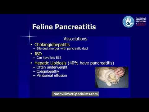 Pancreatitis: The Good, the Bad and the Ugly in Veterinary Medicine