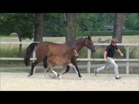 Kilja von Worrenberg - Million Dollar x Quinar, geb. 29. Mai 2017, Holst