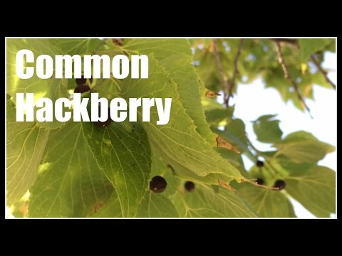 Common Hackberry (Celtis occidentalis) Overview - Ninja Gardening - Episode 49