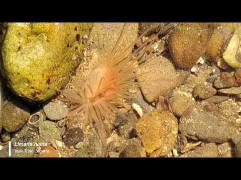 Vídeo de Limaria hians. <em>© Iñaki Rojo Legarra