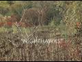 two hours traffic "nighthawks" - directed by sean wainsteim