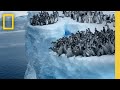 Emperor Penguin Chicks Jump Off A 50 Foot Cliff In Antarctica NEVER BEFORE FILMED FOR TV Nat Geo