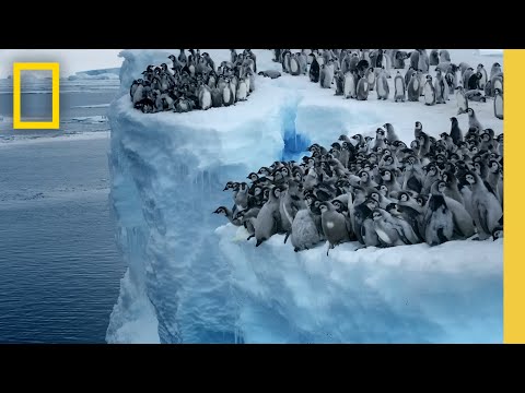 Emperor penguin chicks jump off a 50-foot cliff in Antarctica NEVER-BEFORE-FILMED FOR TV | Nat Geo