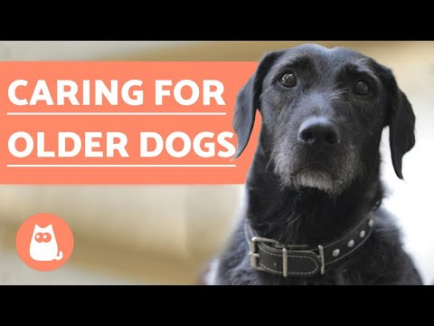Neurological Problems in Older Dogs - Symptoms, Causes and Treatment