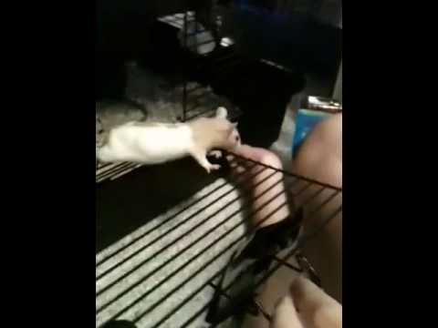 download lagu mp3 mp4 Do Mice Like Almonds, download lagu Do Mice Like Almonds gratis, unduh video klip Do Mice Like Almonds