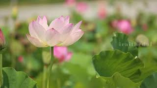 Download lagu உலக நல வாழ்த்து பாடல் | ulaga nala valthu song mp3 Download lagu உலக நல வாழ்த்து பாடல் | ulaga nala valthu song mp3