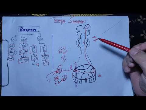 #physiology guyton chapter 49 last part,Thermal...