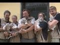 Сразу пять новорожденных белых тигрят представили в автрийском зоопарке http ...